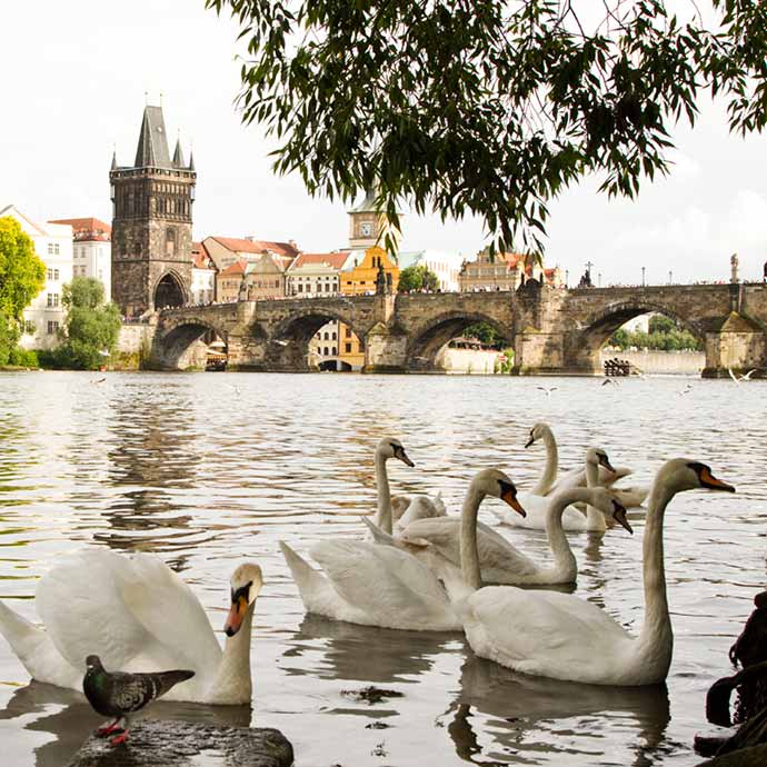 Praga: cisnes no rio Vltava